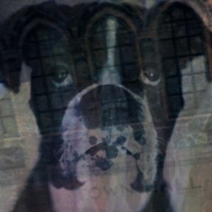 11x17 archival original art print “Prize Fighter”